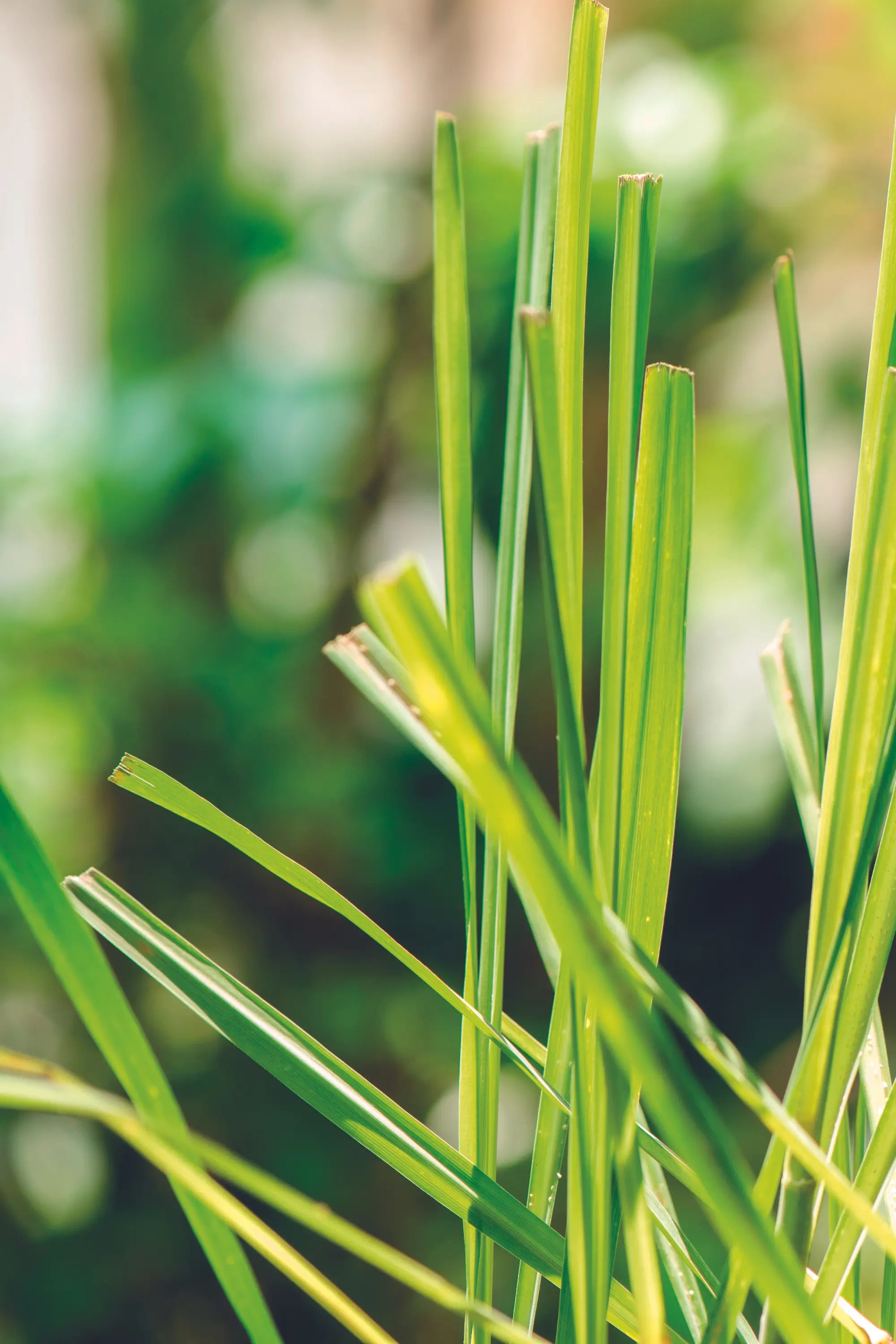 Bundle energetico rinfrescante - Set Lemongrass