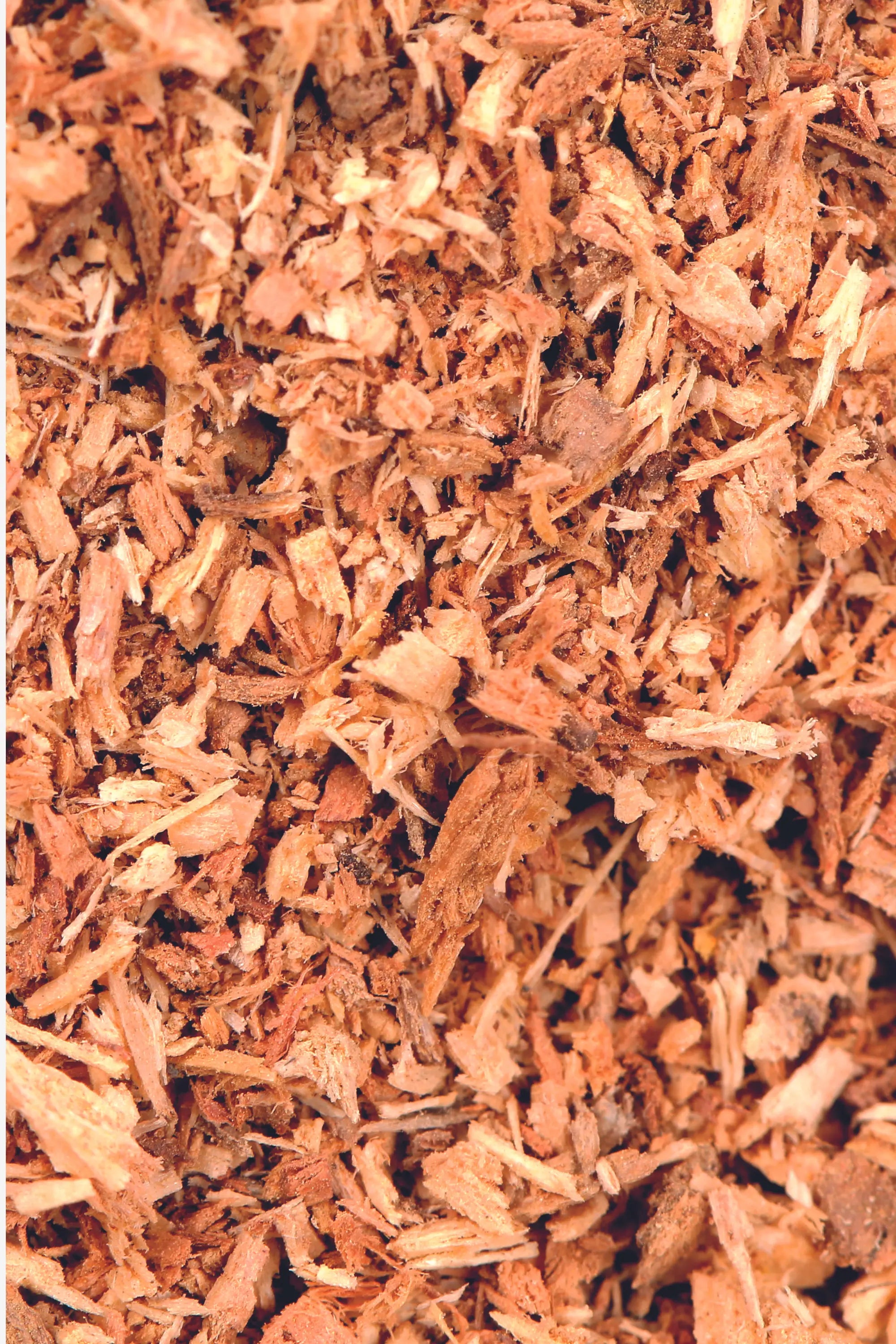 Green Tea & Sandalwood Harmony – Gift Set 100 ml