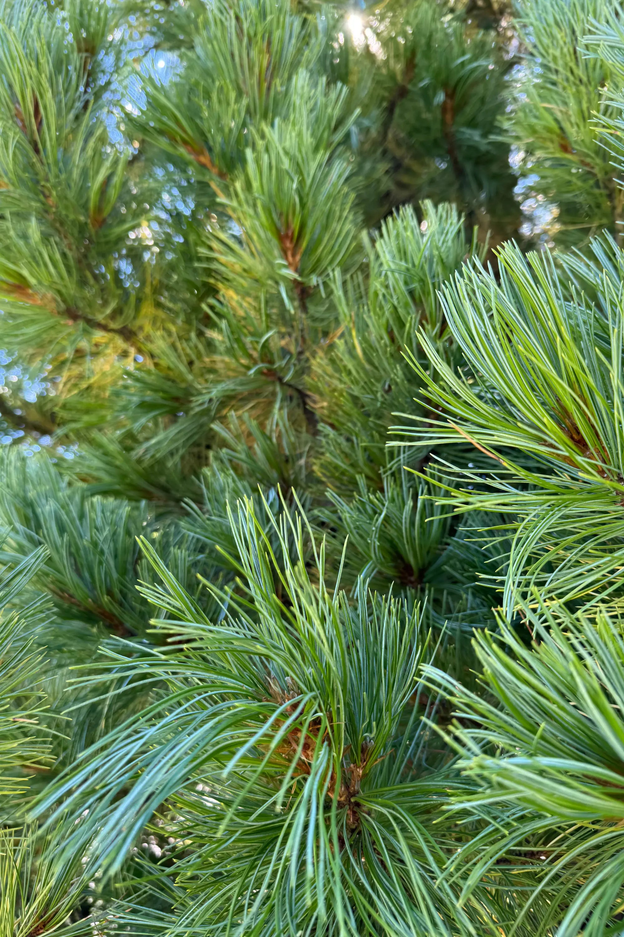Ambient Spray N°70 Pinus Cembra