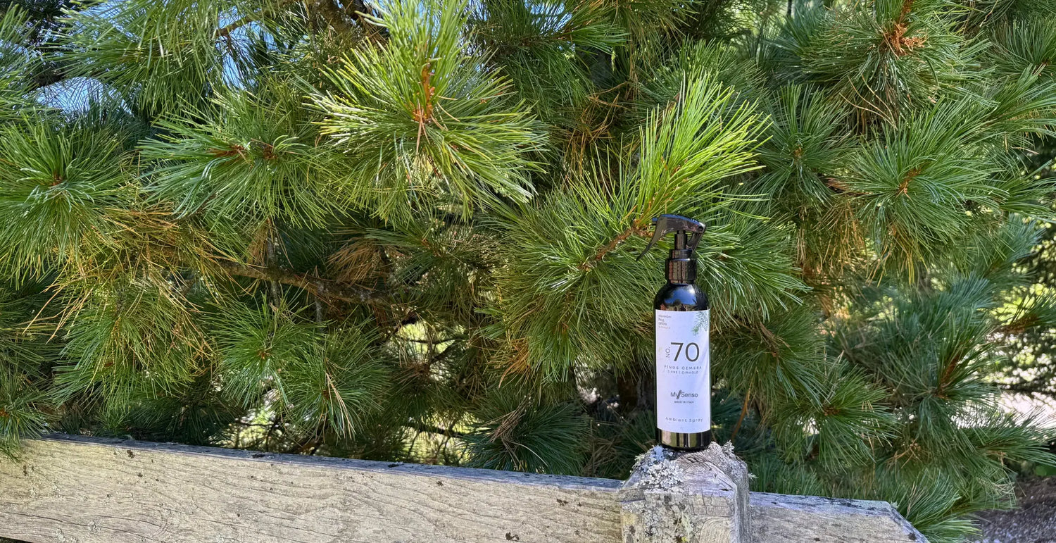 Swiss Stone Pine: properties, benefits and uses of Alpine wood and essential oil
