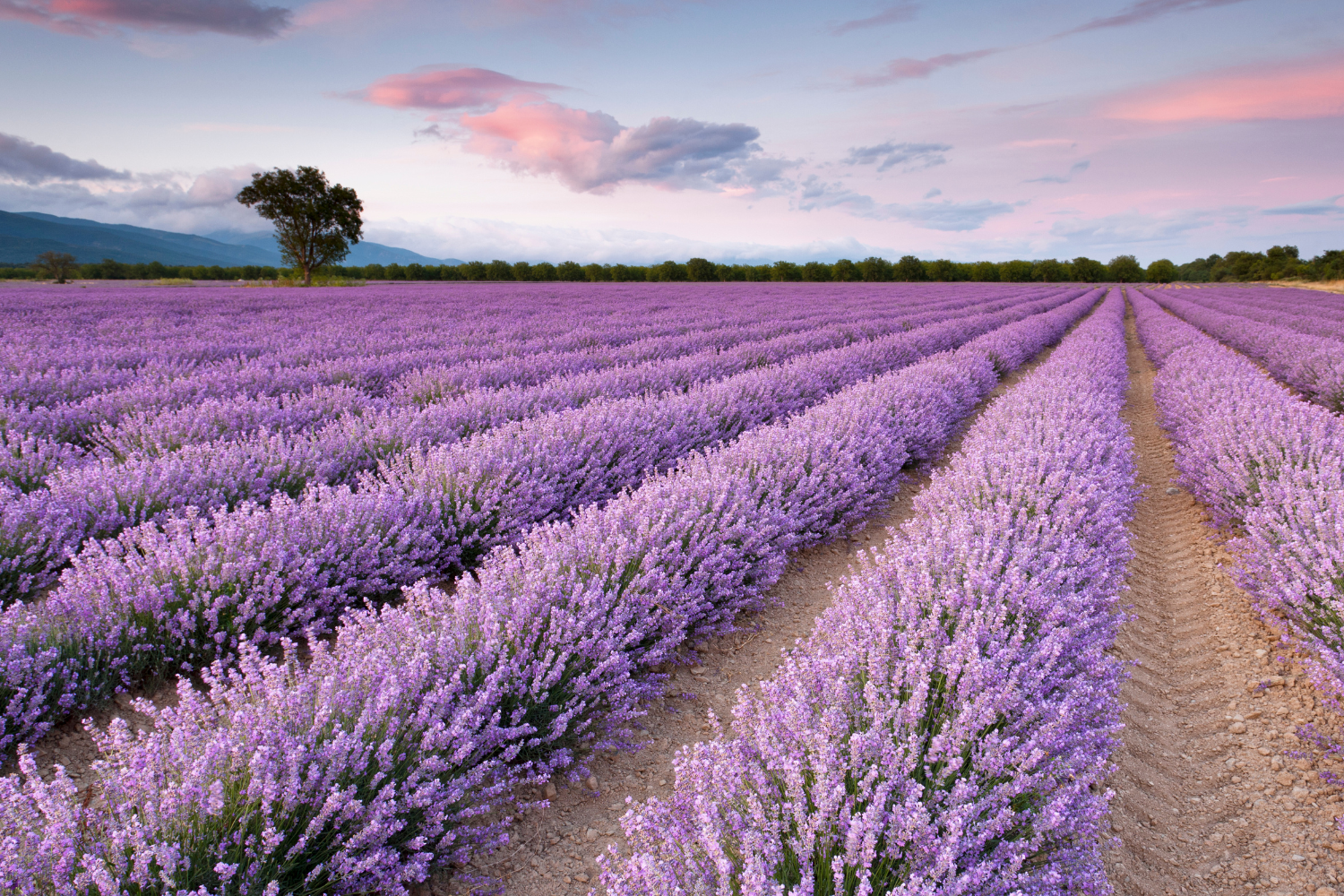 The Fragrance of Lavender