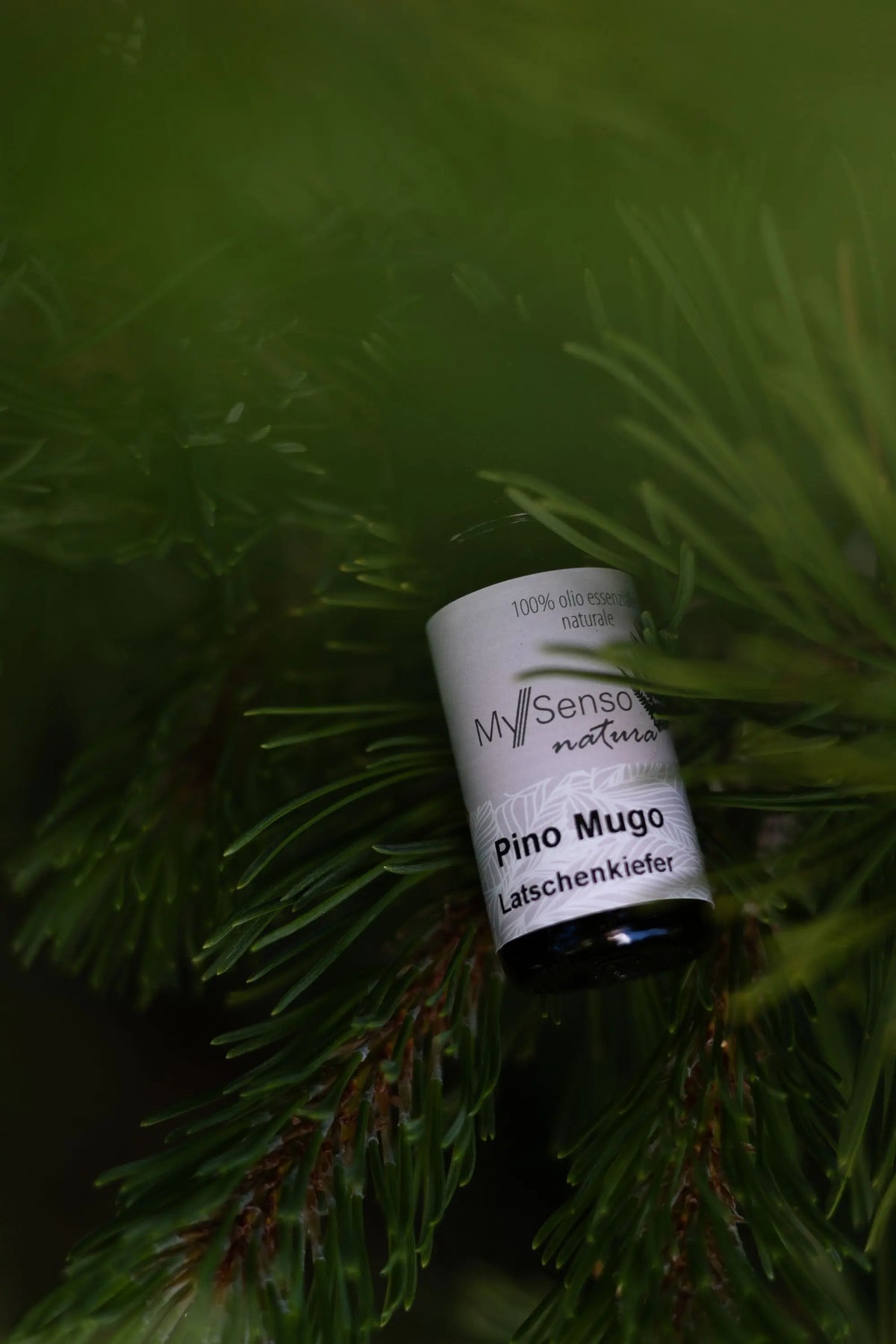 Ätherisches Duftöl Latschenkiefer 10ml