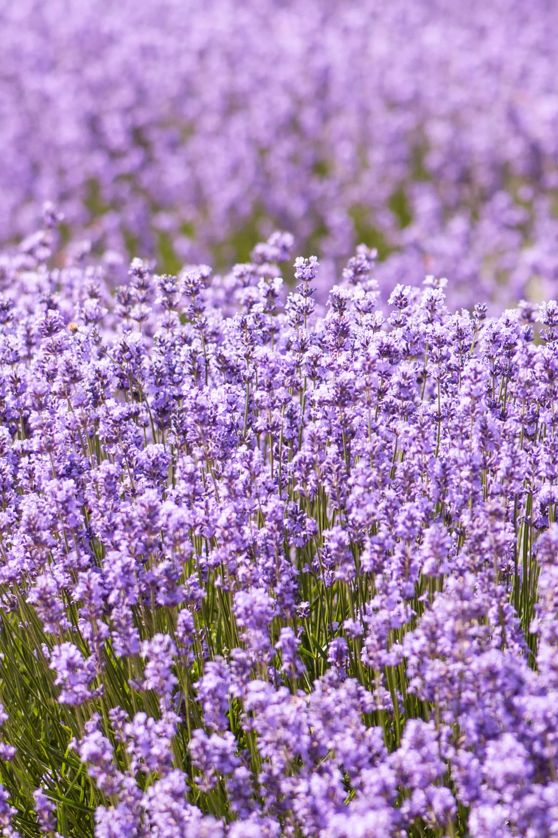 Refill für Diffusor I Grandi Classici N°87 Lavanda