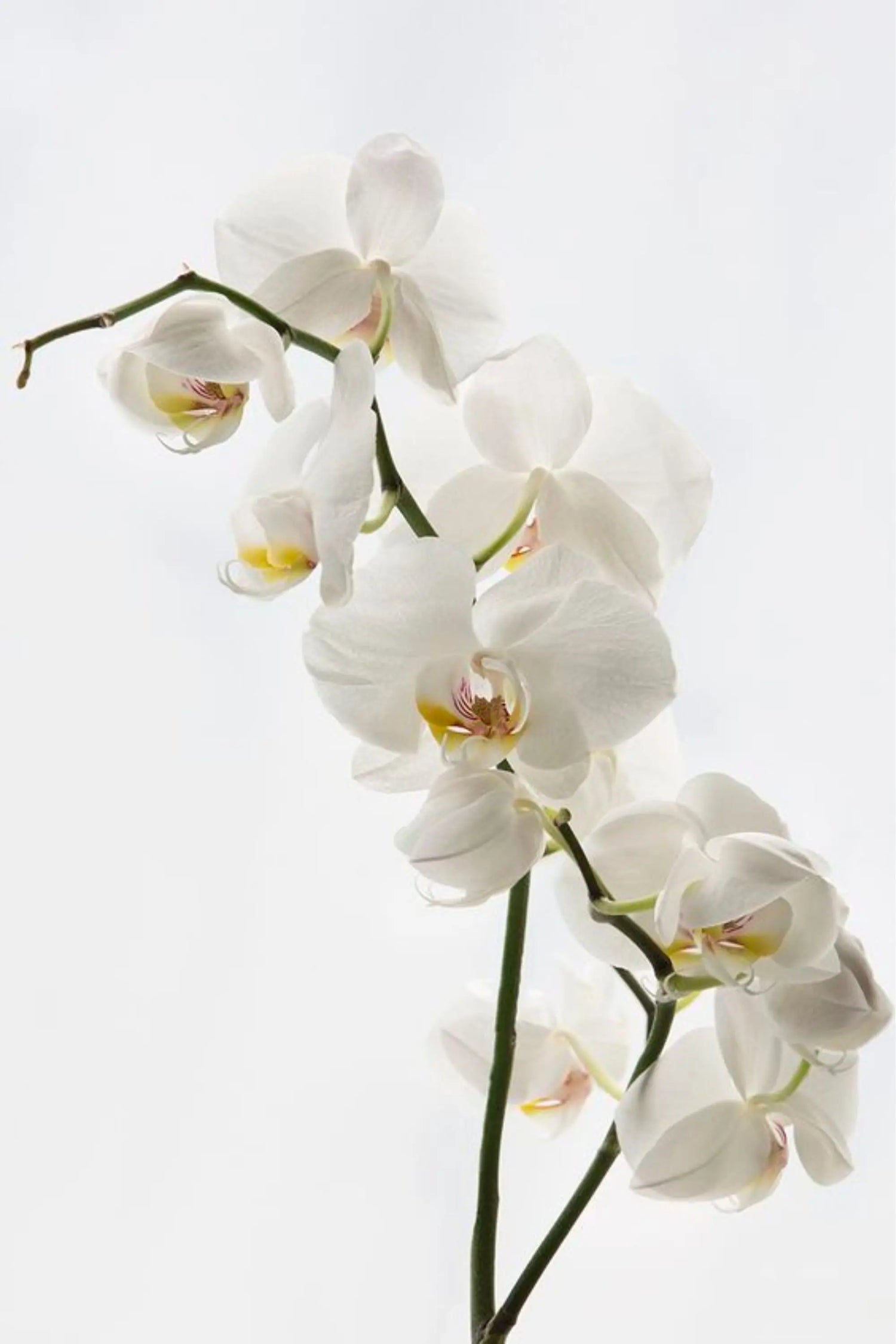 Diffuser Premium 100ml N°11 Orchidea