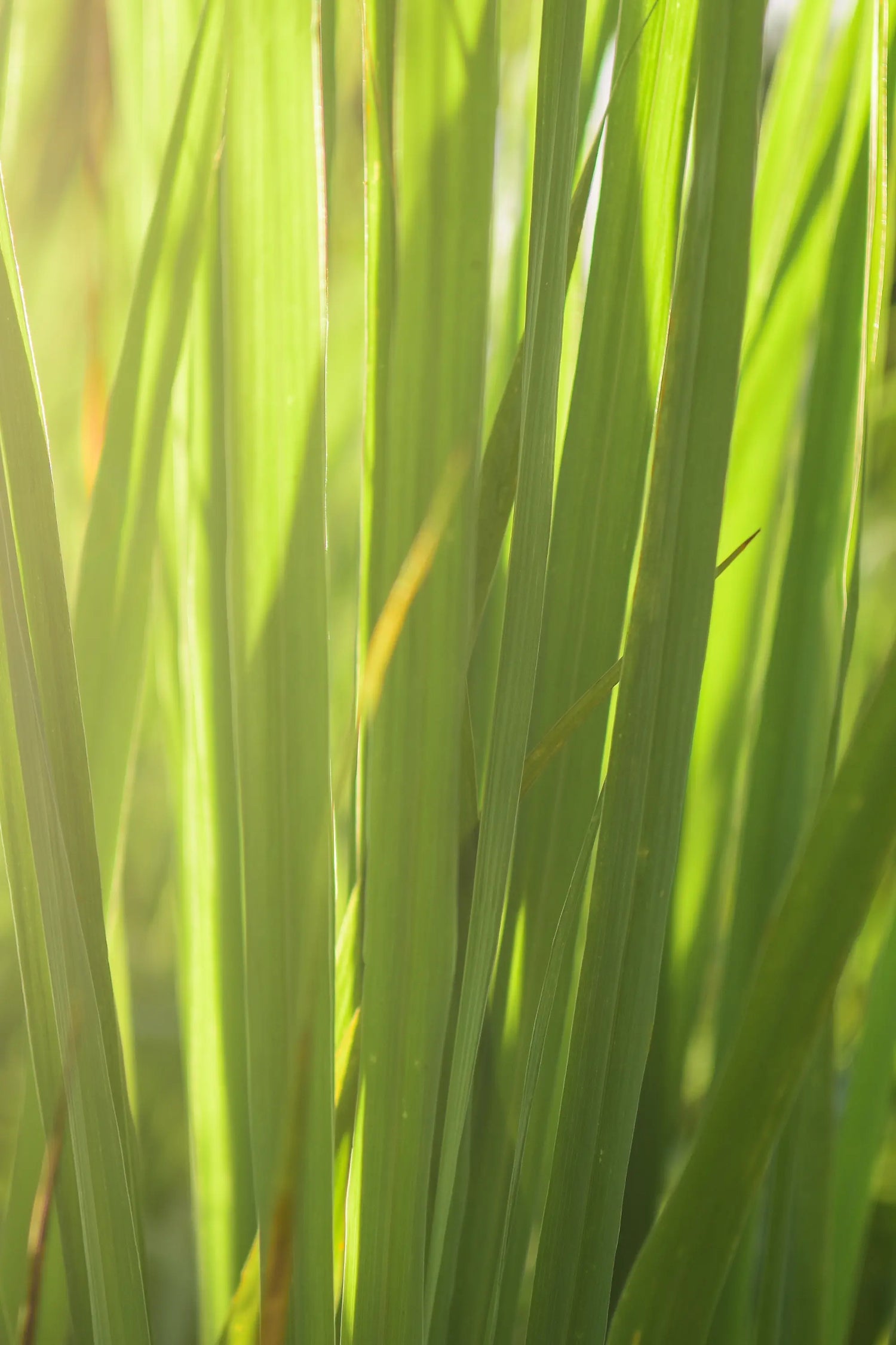 Belebende Frische – N°15 Lemongrass – Essential Set