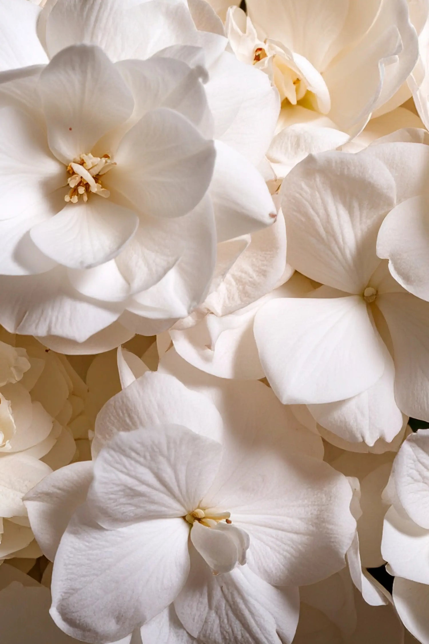 Eleganza Floreale – N°9 White Flower - Set Completo
